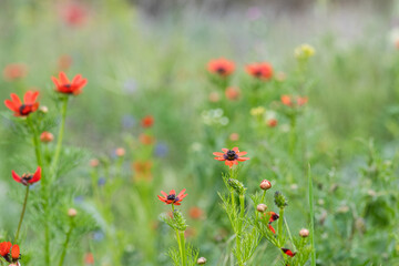 Adonis aestivalis, close up adonis aestivalis field and wildflowers.