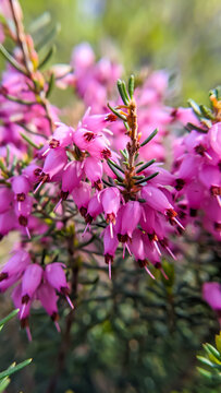 Pink flowers of heather close-up. Macro photo of heather flowers