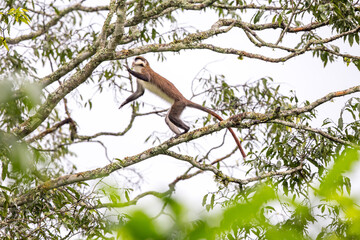 Red-tailed Monkey on a Branch in Kibale National Park in Uganda