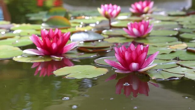 Pink water lily flower close-up in water