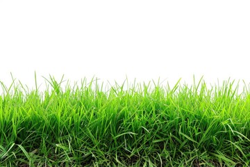 Obraz premium A peaceful scene of a green grass field with a white sky in the background. Suitable for various outdoor themes.