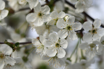 Fragrant white flowers of a blooming cherry tree on a warm spring day.