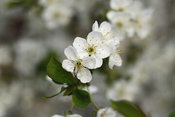 White flowers of a blooming cherry tree on a sunny spring day.