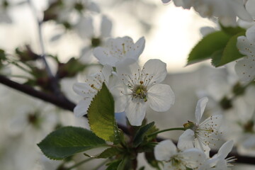 White cherry blossoms in the weak evening light.