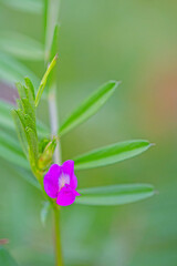 Close-up photograph of common vetch (Vicia sativa). Colorful flower macro with blurred background in a garden in spring.