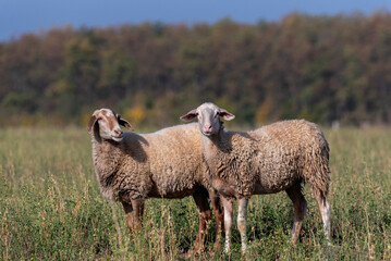 Obraz premium sheep in the field