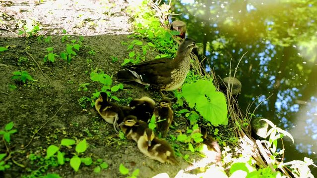 Duck walks with its ducklings