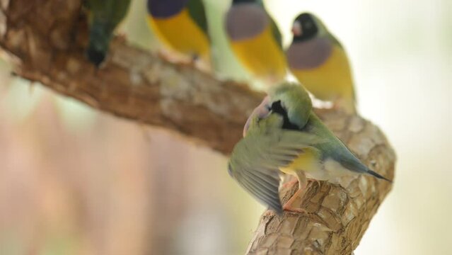 Gouldian finch (Erythrura gouldiae)