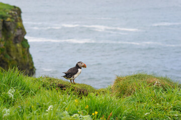 Atlantic puffin on the isle of Lunga in Scotland. The puffins breed on Lunga, a small island of the coast of Mull.	