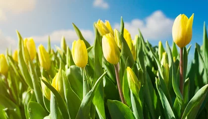 Fototapeten yellow tulips in spring © Angela