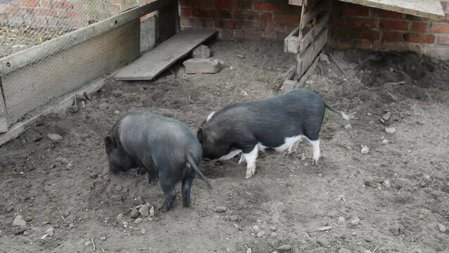 Two black pigs