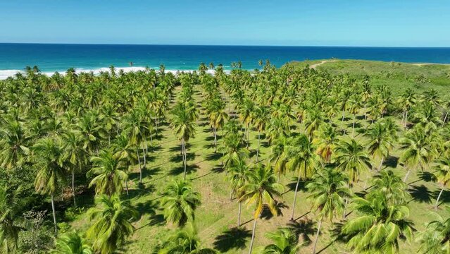 Aerial drone footage, passing over a coconut palm plantation adjacent to Playa Las Golondrinas, Puerto Rico.