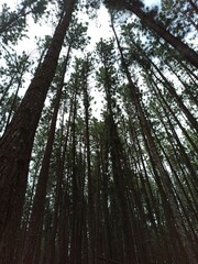 Gazing Upward at the Towering Trees in a Forest