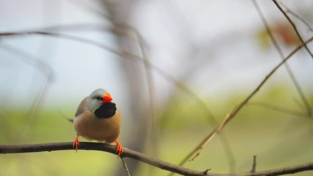 Gouldian finch (Erythrura gouldiae)