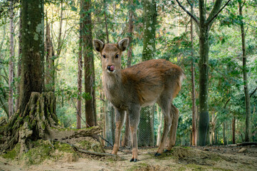 Petit daim dans la forêt du Kasuga Taisha, Nara, Japon