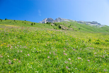 Mountain landscape on Latemar  in summer