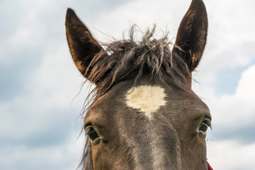 Portret konia en face.Koń o zielonych oczach, na tle pochmurnego nieba. Portret konia, który „za bardzo” wszedł w kadr.
