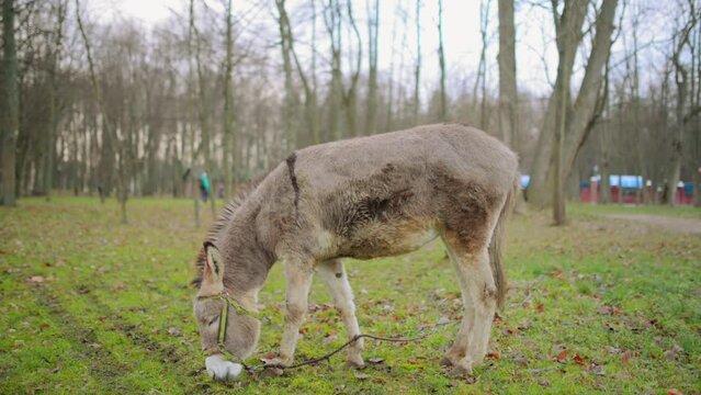 donkey or ass (Equus africanus asinus)