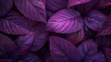 A close up view of purple leaves, suitable for nature and botanical concepts. - Powered by Adobe