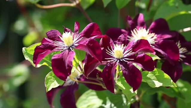 beautiful purple clematis flowers