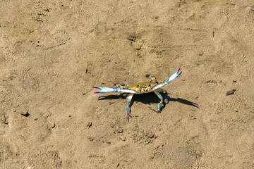 Small crab in a defensive position on a sandy beach
