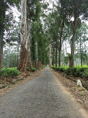 Scenic Tree-Lined Road Leading Through Lush Forest