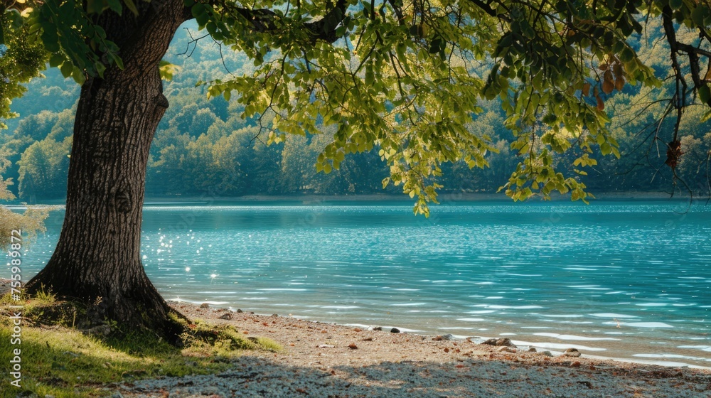 Poster a serene image of a large tree next to a peaceful body of water. ideal for nature and landscape them