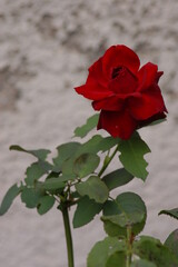 Fototapeta na wymiar Individual red Rose, Einzelne rote Rose, Bengal Rose, Rosa chinensis, blooming, blühend