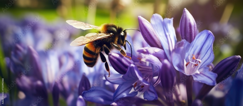 Poster A honeybee, a common pollinator, perches on a purple flower. The insect aids in plant reproduction by collecting nectar and transferring pollen