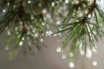 Naklejka na ściany i meble Nature design concept. Vibrant natural bokeh. Fir branch with water drops close-up on a green background. Shallow depth of field. Abstract nature background. Concept for design or adding text. Close. 