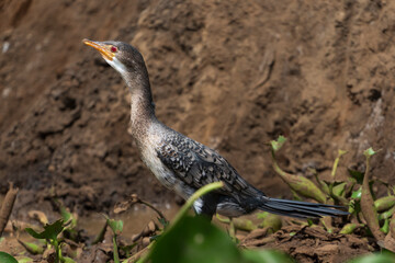 cormorant in the wild