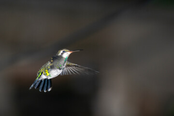 Hummingbird sucking from a feeder