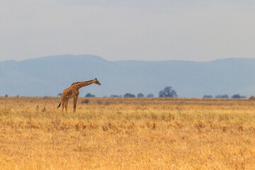Giraffe in savanna in Tarangire national park in Tanzania. Wild nature of Tanzania, East Africa