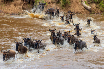 Wildebeest crossing the Mara river in Serengeti national park, Tanzania. Great migration