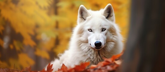 Naklejka premium close up photo white wolf with forest background