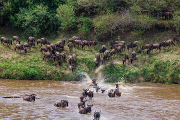 Wildebeest crossing the Mara river in Serengeti national park, Tanzania. Great migration