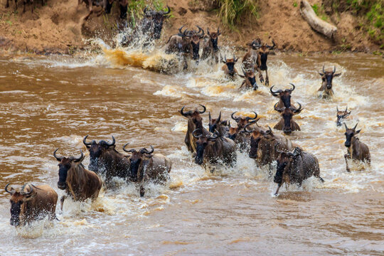 Wildebeest crossing the Mara river in Serengeti national park, Tanzania. Great migration