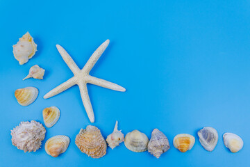 Seashells and starfish on pastel blue background. Top view, copy space. Summer vacations concept