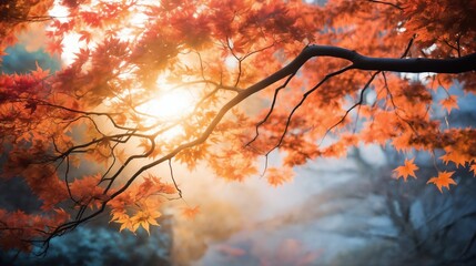 beautiful autumn landscape with red and yellow leaves on the branches of trees in the forest at sunset, sunlight and beautiful nature