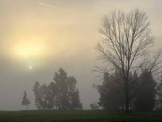 Trees and the sun in the fog during misty morning near Tabagón, O Rosal, Galicia, Spain, January 2023