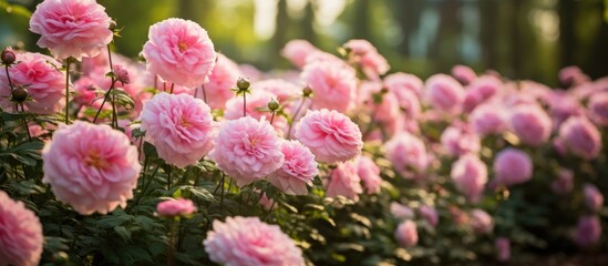 A beautiful plant from the rose family, pink roses stand out in the garden with their vibrant magenta petals. These flowering plants are known for their annual growth cycle amidst the green grass