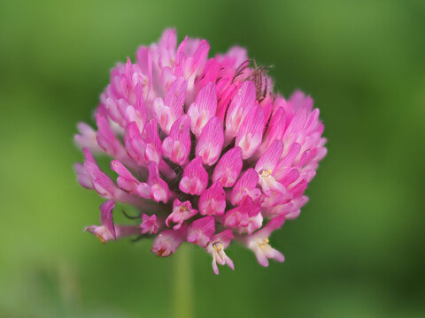 Flor de trifolium alpestre es una especie herbácea perteneciente a la familia de las fabáceas originaria de Eurasia