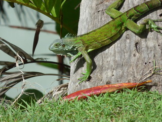 Iguane vert sur un cocotier Guadeloupe