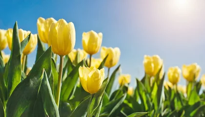 Deurstickers field of tulips © Angela