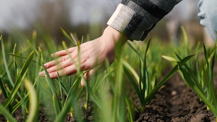 agriculture, farmer hand touches young leaves seedlings field, farm, gardening, farmer hand touches fresh leaves plant garden, farmer hand touches leaves harvest garden, small sprouts agriculture farm