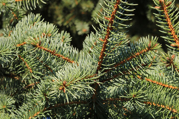 Background with branches of blue spruce