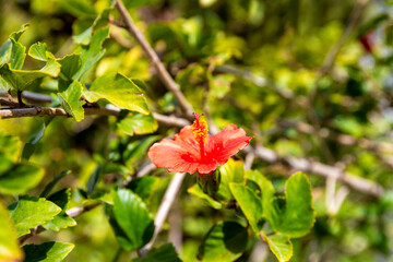 Vivid Red Hibiscus Flower in Full Bloom
