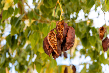 Dried Seed Pod of Bottle Tree Hanging Amidst Green Leaves