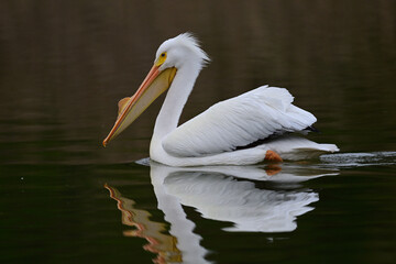 American White Pelican Swimming on a Calm Pond