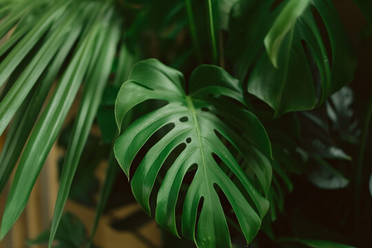 Close up of a large green leaf